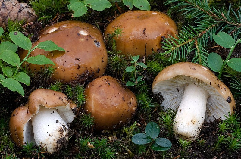 Russula mustelina-3