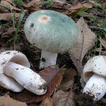 Russula virescens-1