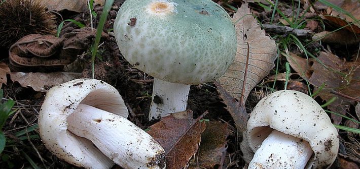 Russula virescens-1