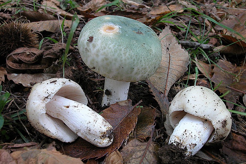 Russula virescens-1