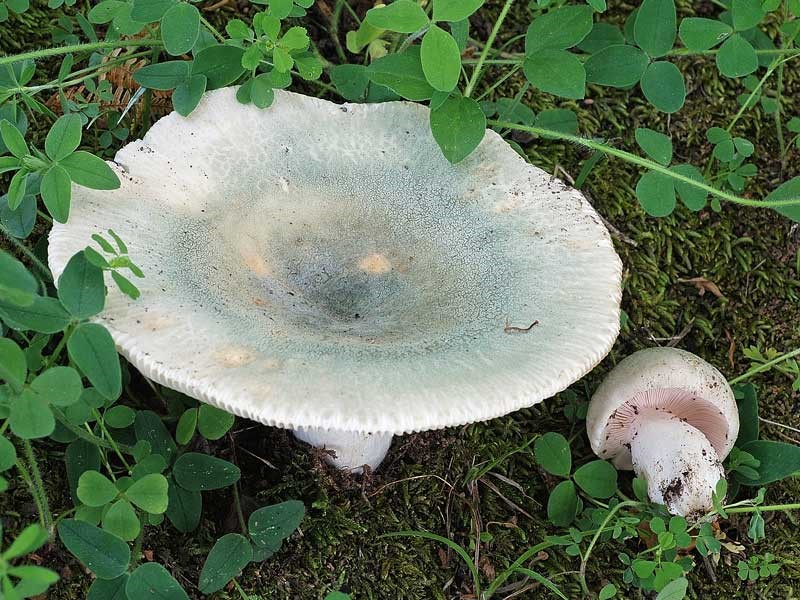 Russula virescens-Pineta-2