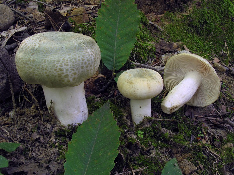 Russula virescens-Pineta-3